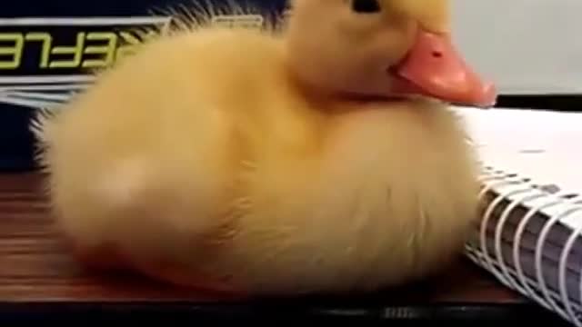 A dozing duck