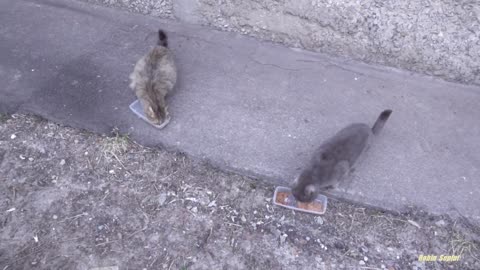 Calico cat without a tail with a gray cat