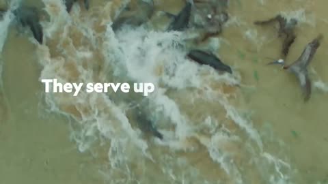 With their speed and agility in hunting, SeaLions are redefining Fast food🤣