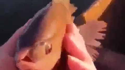 Fish Hunchback of Notre Dame