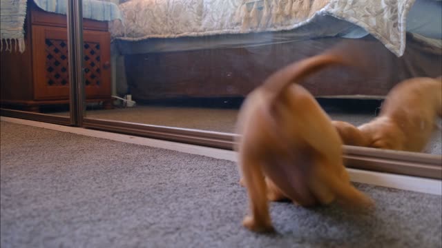 It is so cute!)