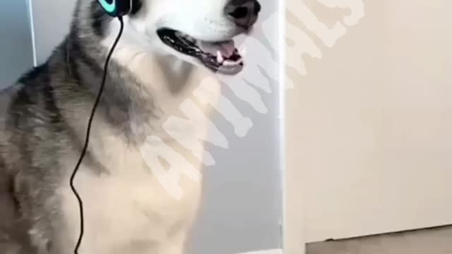 Funny pet video pet are so funny 💗❤😂🤣