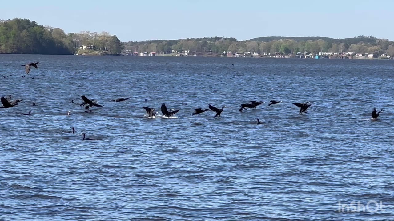 Wildlife on the Coosa River- Juvenile Bald Eagles, Cormorants, and Great Blue Herrings.