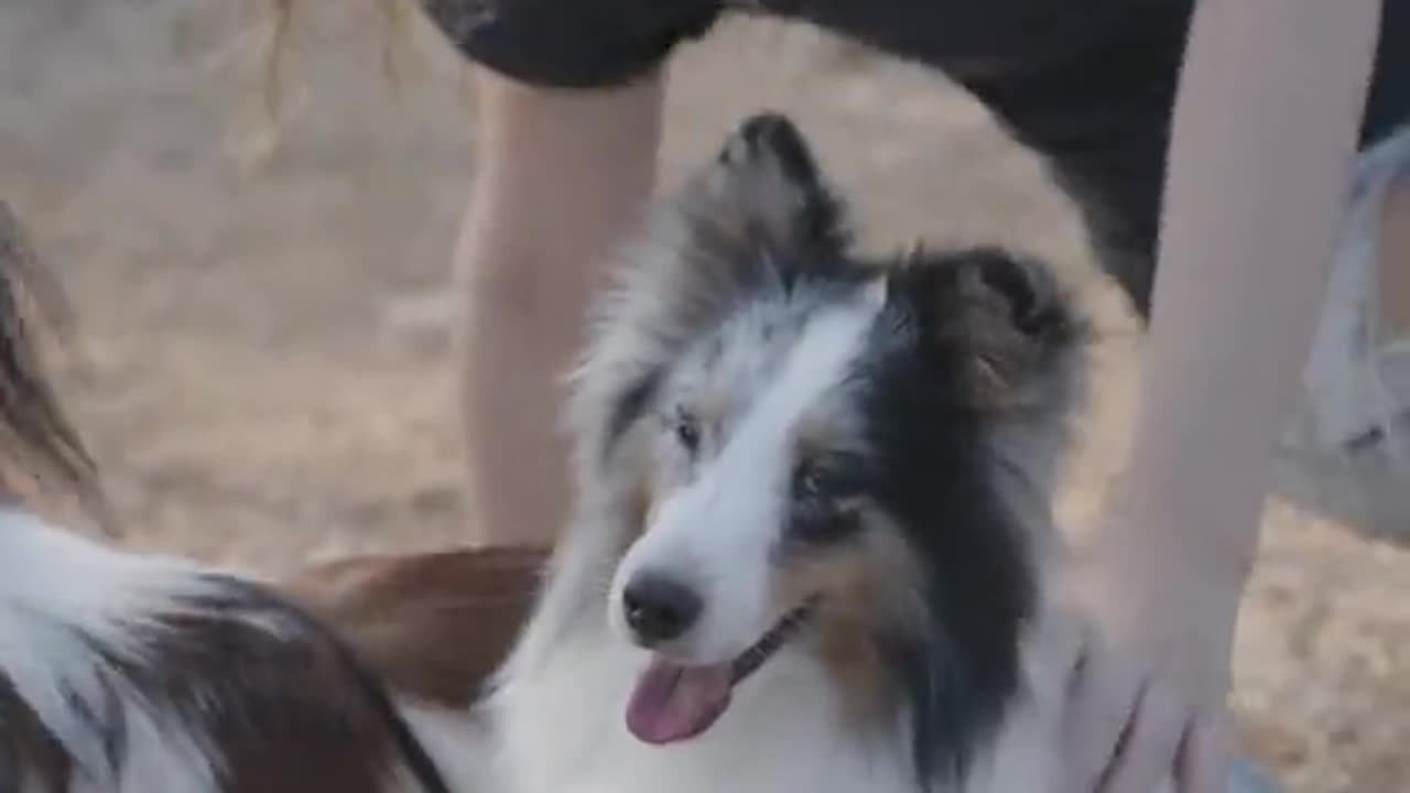 Nice dog video viral to rumble dog video in video viral