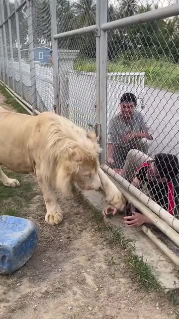 Lion refuses to take a selfie