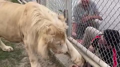 Lion refuses to take a selfie