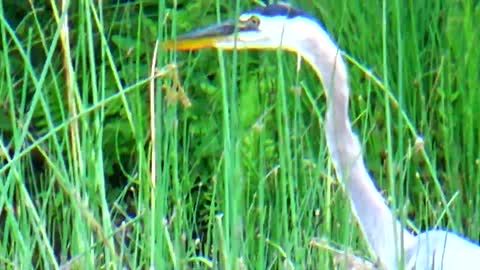 Great Blue Heron