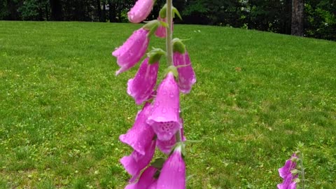 Foxgloves