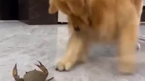 Funny cat and dog