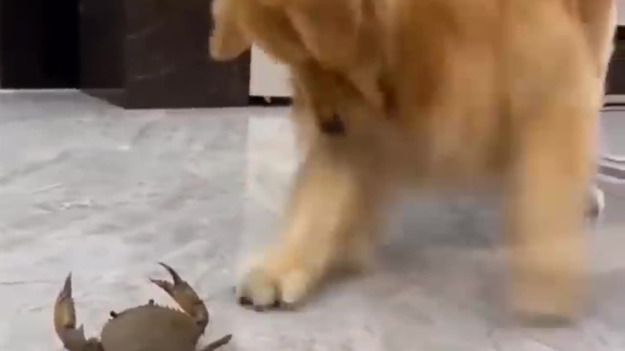 Funny cat and dog