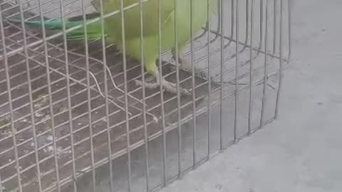 My home parrot train