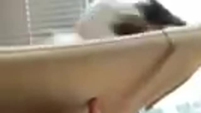 Watch what's up with this cats,!! #shorts#shortsfeed #Unitedstates#shortsviral