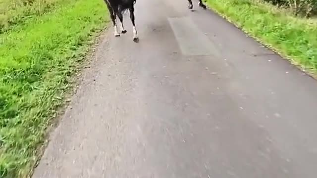 A nice stroll with some friends ☀️