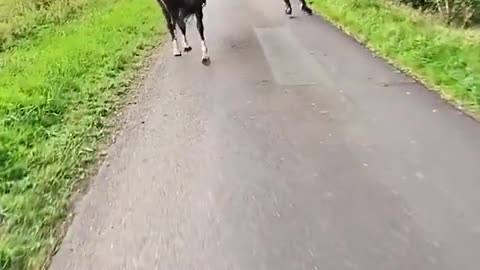 A nice stroll with some friends ☀️