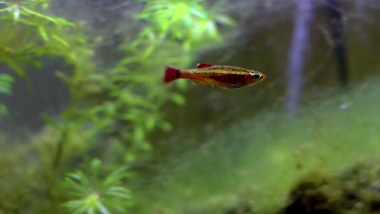 IKAN HIAS IN AQUARIUM