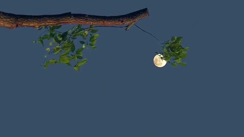 Moon Looks Beautiful