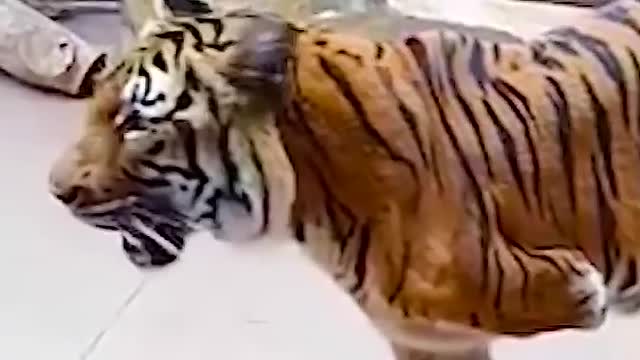 Lyon vs Beruang