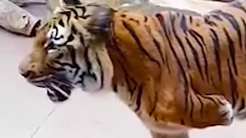 Lyon vs Beruang