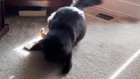 Funny moments of animals video