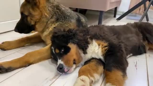 What cuddle looks like between a German Shepherd Puppy and a Bernese Mountain Dog Puppy!