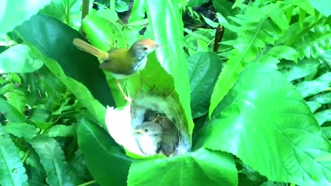 Baby Tailorbirds Leave the Nest and Fly! last day – Chicks Growing Up Bird Watching Ep34