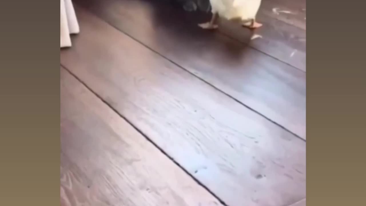 Funny revange video of duck and cat