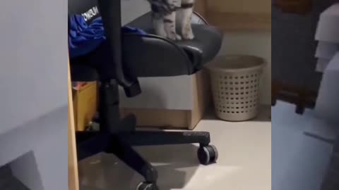 The Cat Rest After Sleep😂