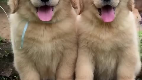 "Double the Love: Adorable Puppy Playtime with Two Irresistible Cuties!"