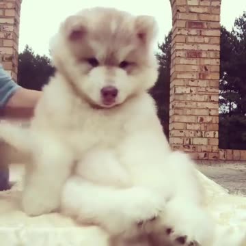 Hate to disappoint, but it takes effort to look this adorable