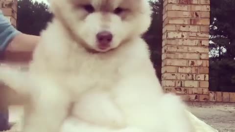 Hate to disappoint, but it takes effort to look this adorable