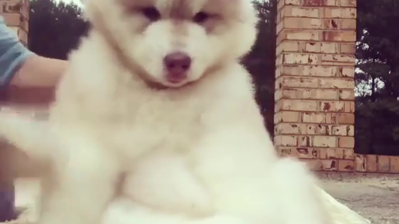 Hate to disappoint, but it takes effort to look this adorable