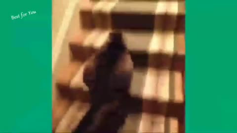 CRAZY CAT