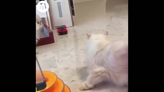 These Animal Reactions Are Hilarious !! 😍😂