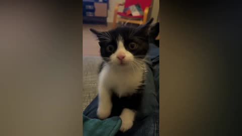 Cute and Hilarious Pets: Funny Animal Bloopers