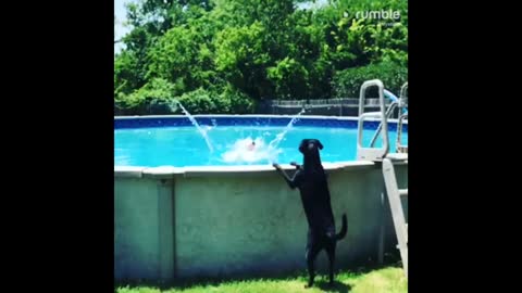 Watch this dog jump into a pool in epic slow motion