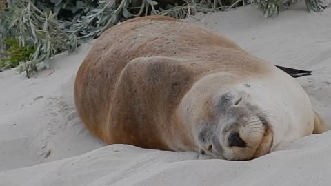 very sleepy seal