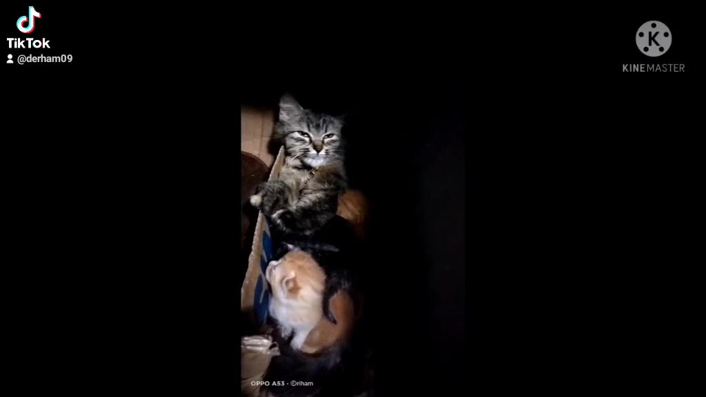 adorable cat
