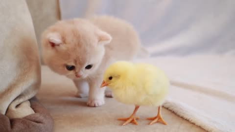 cute animals baby