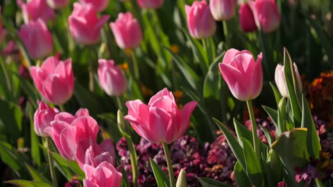 Pink Tulips in the Sunshine