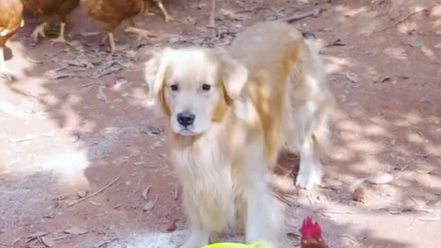 My dog. Do you have one at home