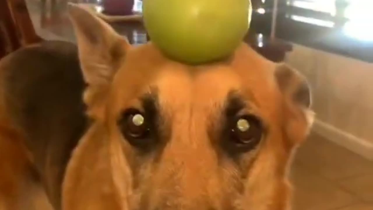 Try not to laugh Funny animals