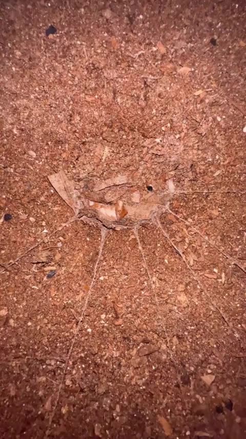 TRAPDOOR SPIDER HUNTING