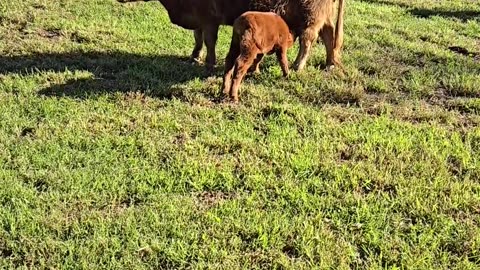 Athena and her new baby are doing great... #minihighland #minihighland #highlandcow