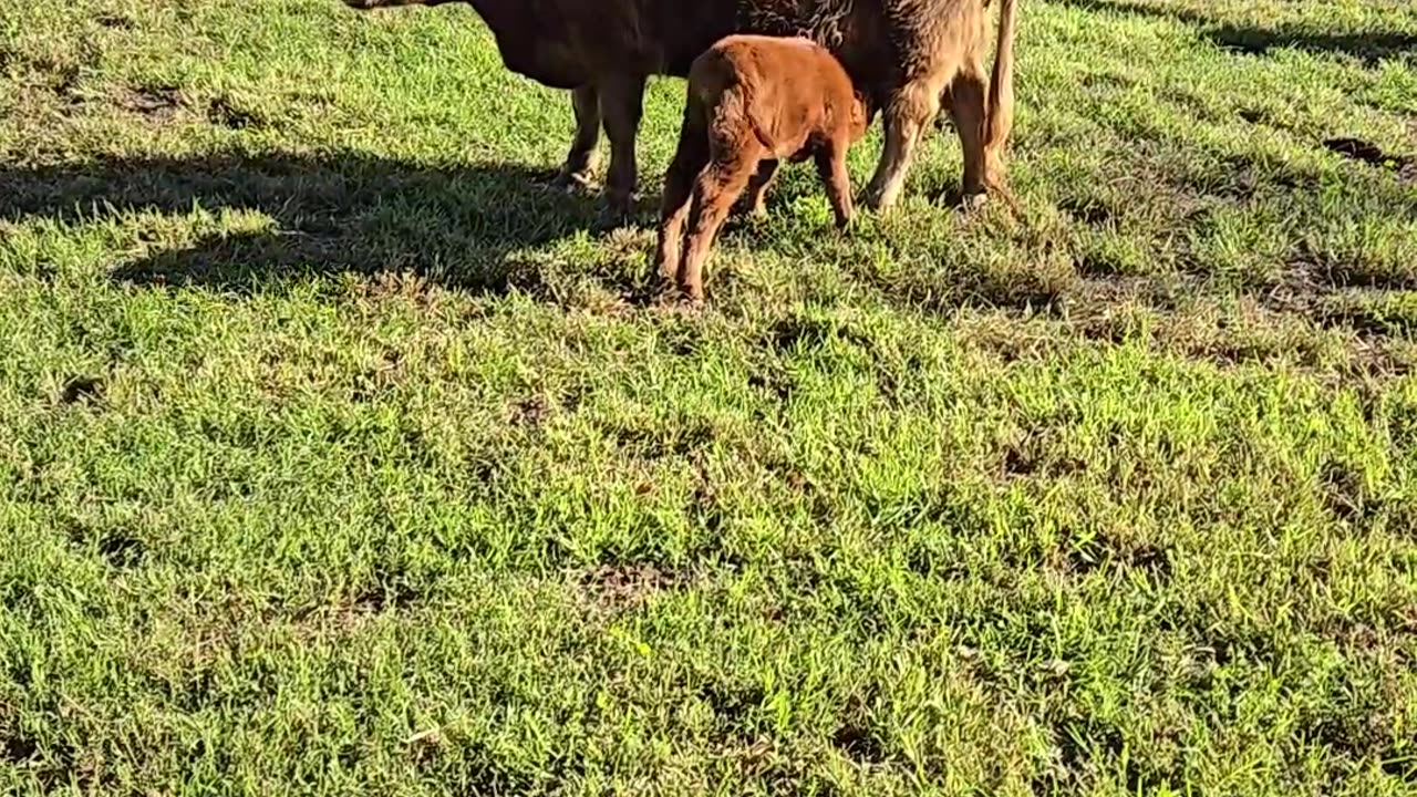 Athena and her new baby are doing great... #minihighland #minihighland #highlandcow