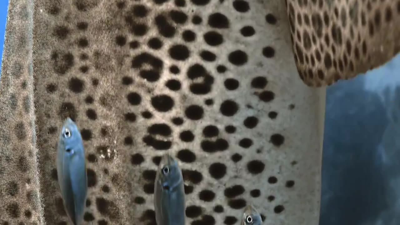 "The Graceful Stripes: Exploring the Enchanting World of the Leopard Shark"