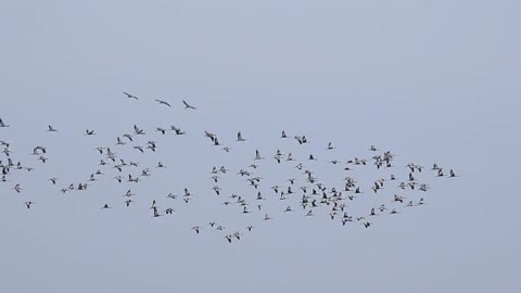 Flocks of birds flying in the sky