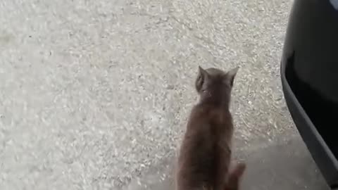 Cat couldn't let her owner go to work