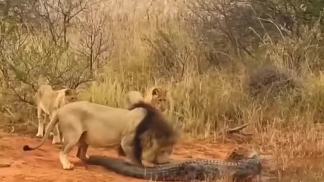 Many lions catch crocodiles #shorts​ 2022 # lion