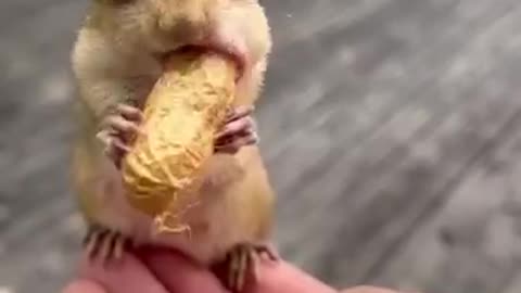 Cute Chipmunk and Long Peanut