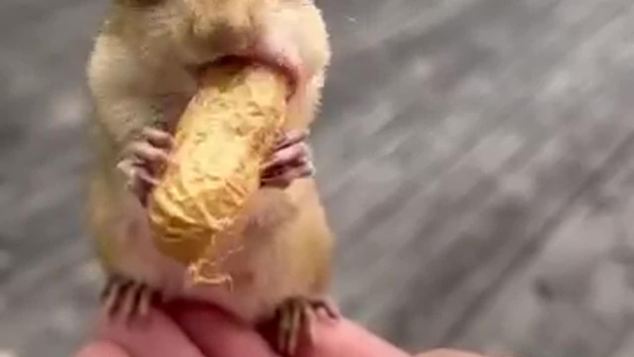 Cute Chipmunk and Long Peanut